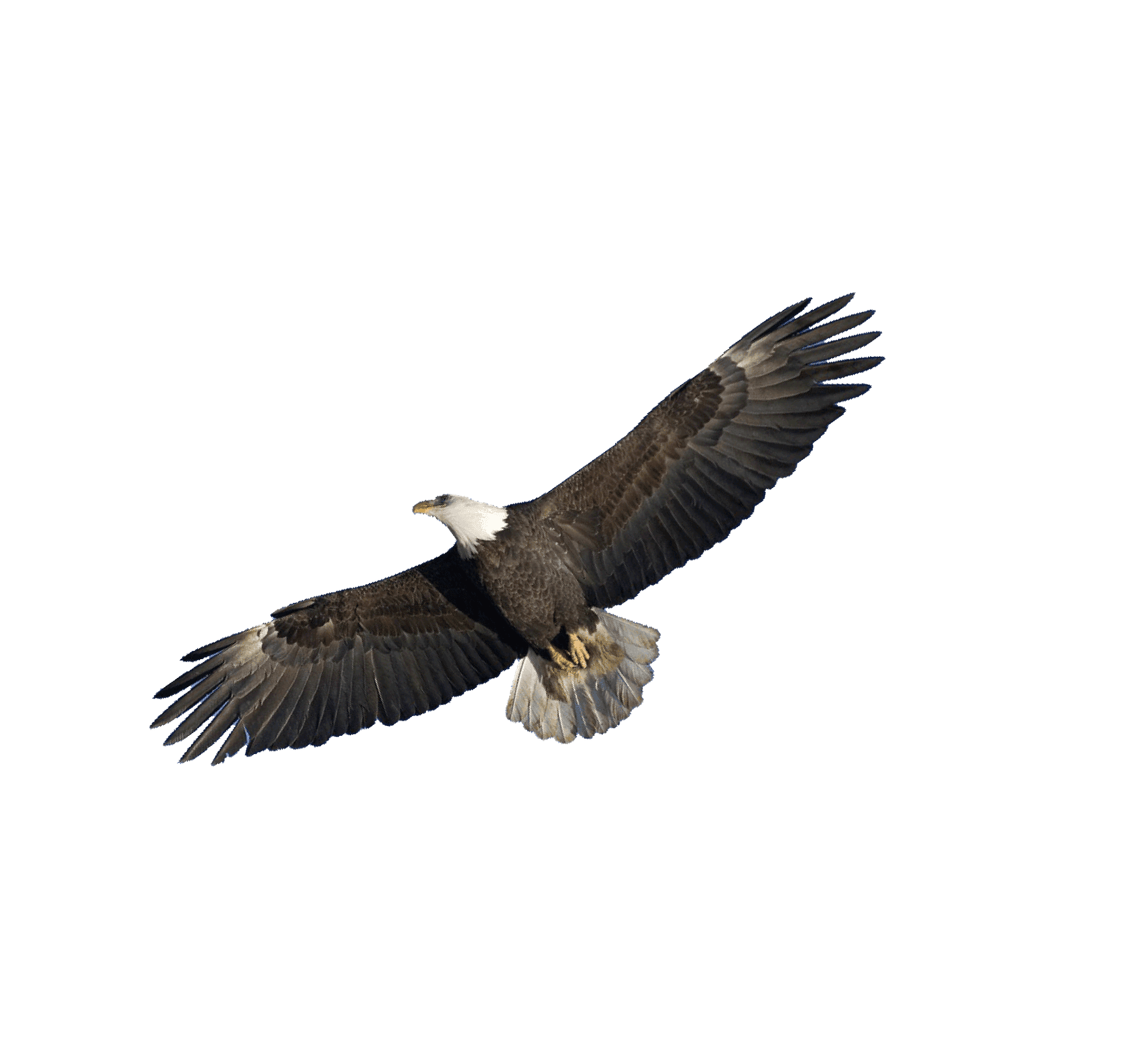 Corporate Totem:Eagle